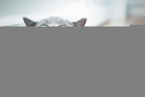 Звіт cat для молодших школярів Звіт cat для молодших школярів